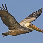 Para.Pelican