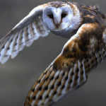 Owl78