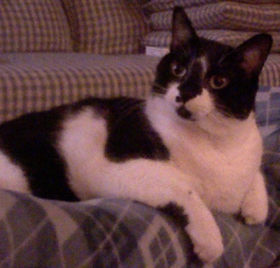 GatosKitten