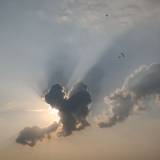 animal sky
