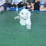 Theres always a dropzone dog!