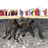 Spider