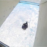 Backflip exit skyvan