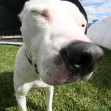 funny nose