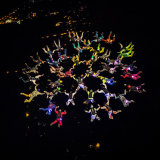 Night World Record 40-way
