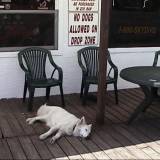 No_Dogs