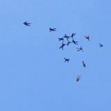 Canopy Flight - Pepperell