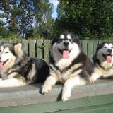 the family