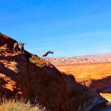 Gainer