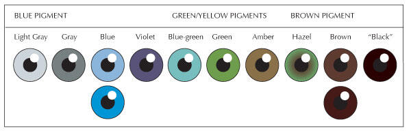 eye-colours.jpg.34a53c01ec6603fa113853ef53be61ae.jpg