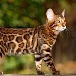 bengalkittenforsalenearme